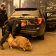 Image for article titled Photos: The lost animals of California’s destructive wildfires